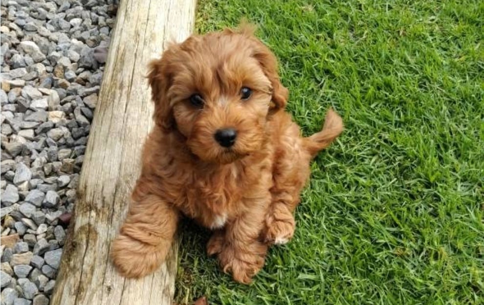 Cavapoo puppy