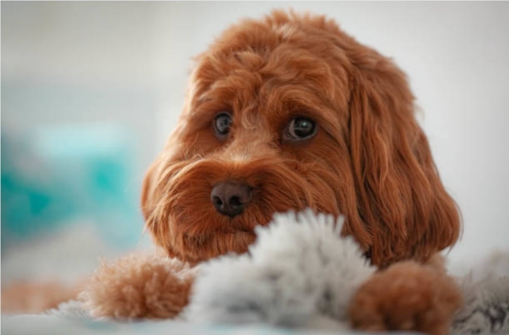 Cavapoo